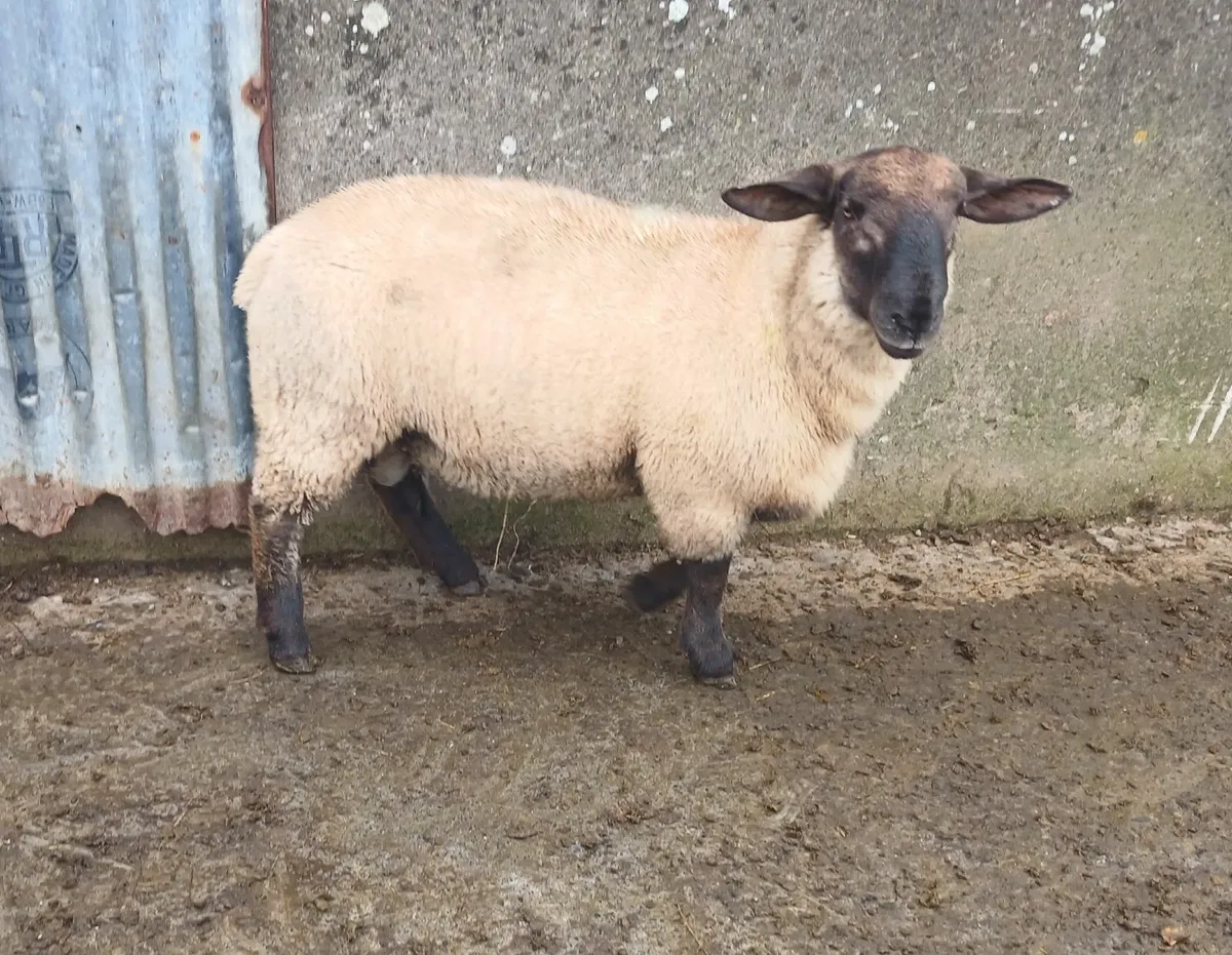 Suffolf/ New zealand suffolk ram lamb - Image 1