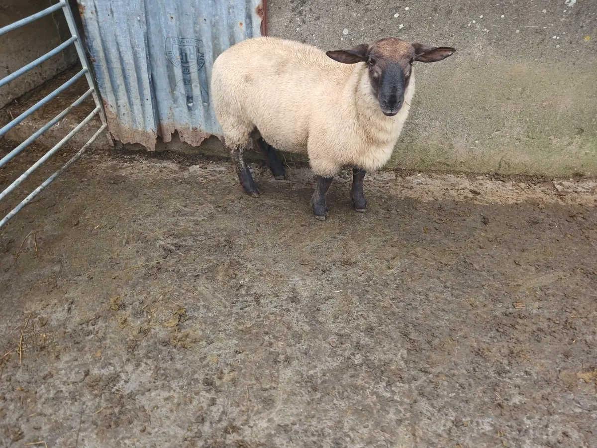 Suffolf/ New zealand suffolk ram lamb - Image 2