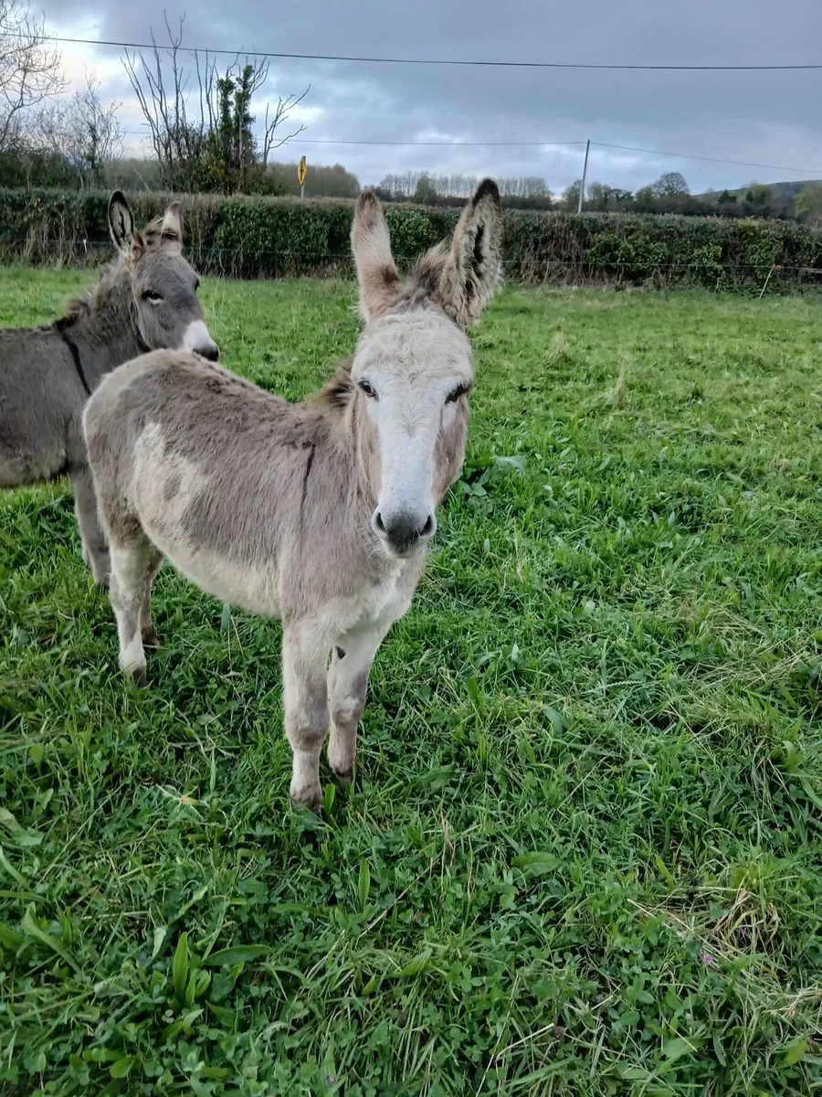 Gelding donkeys - Image 1