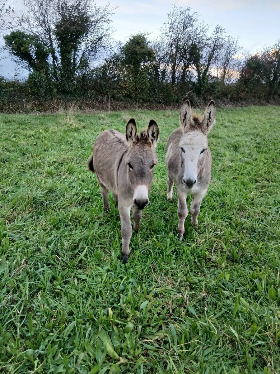 Gelding donkeys - Image 2