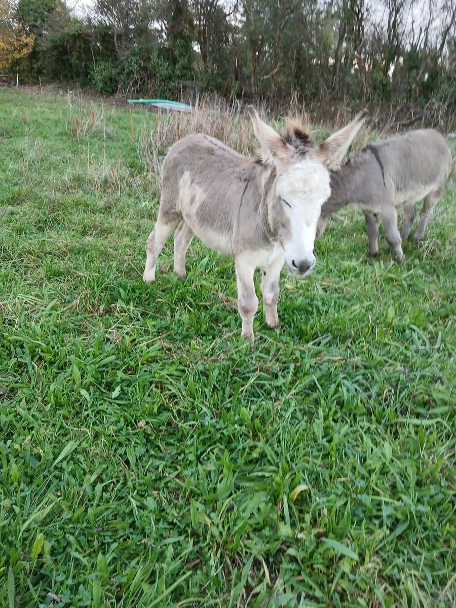 Gelding donkeys - Image 3
