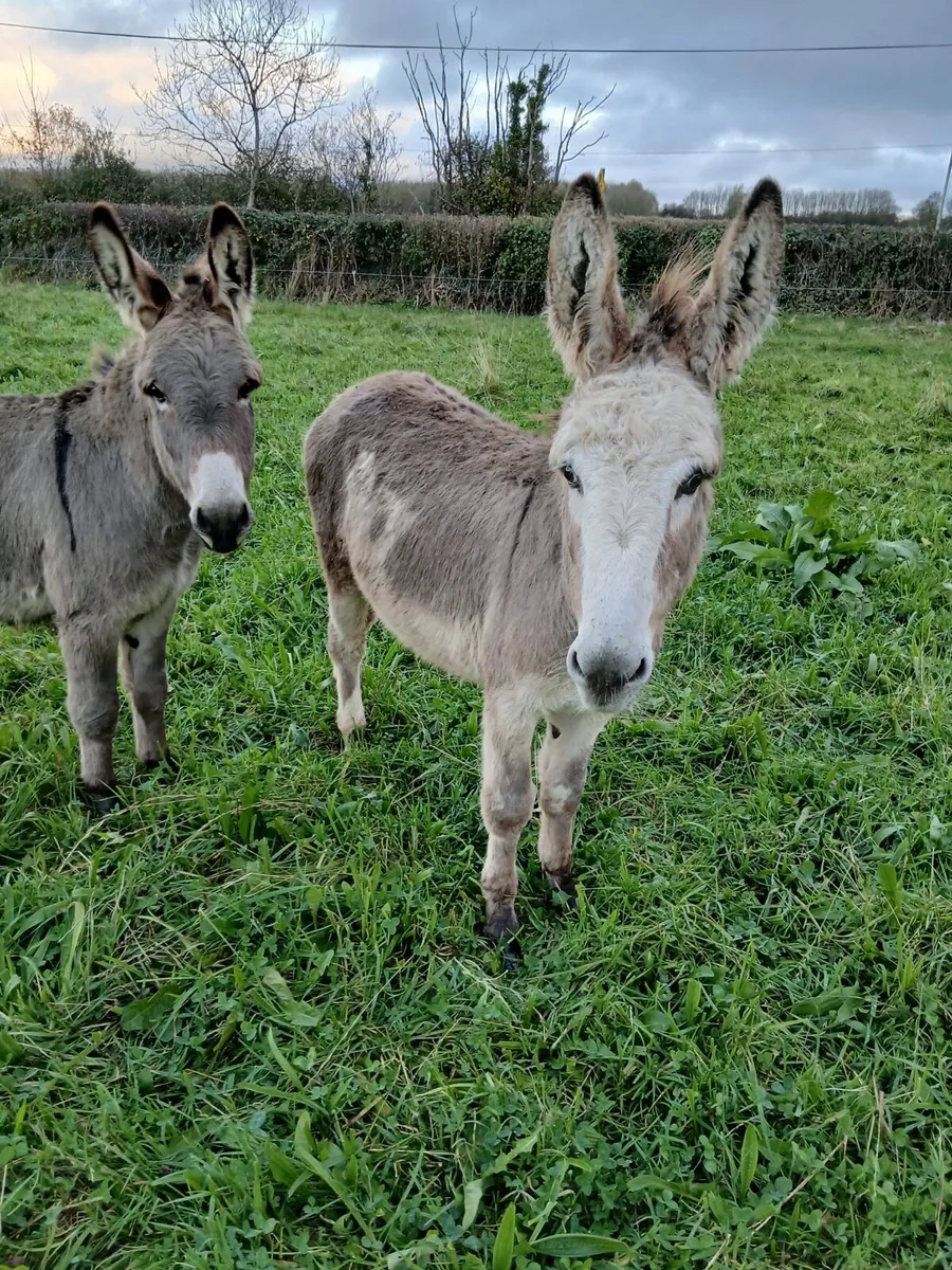 Gelding donkeys - Image 4