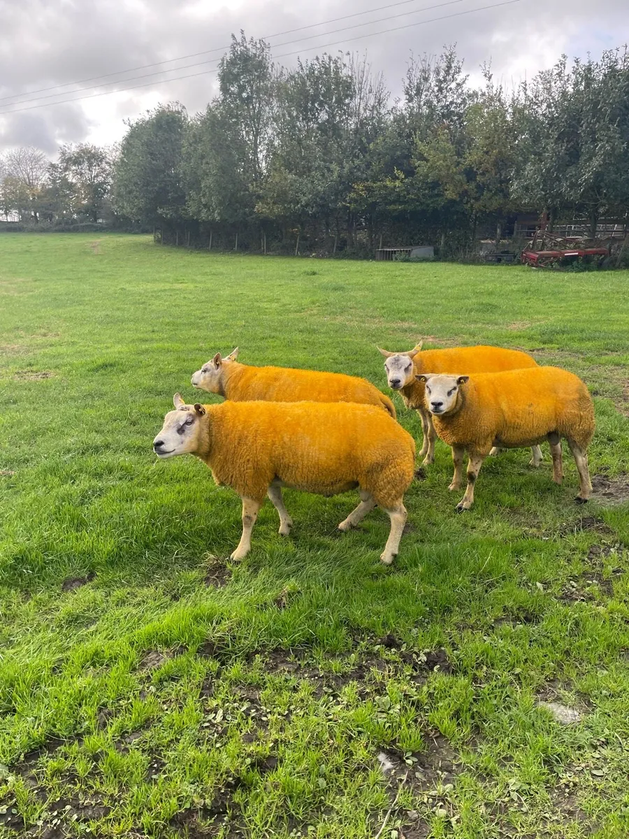 PBR Beltex rams - Image 1