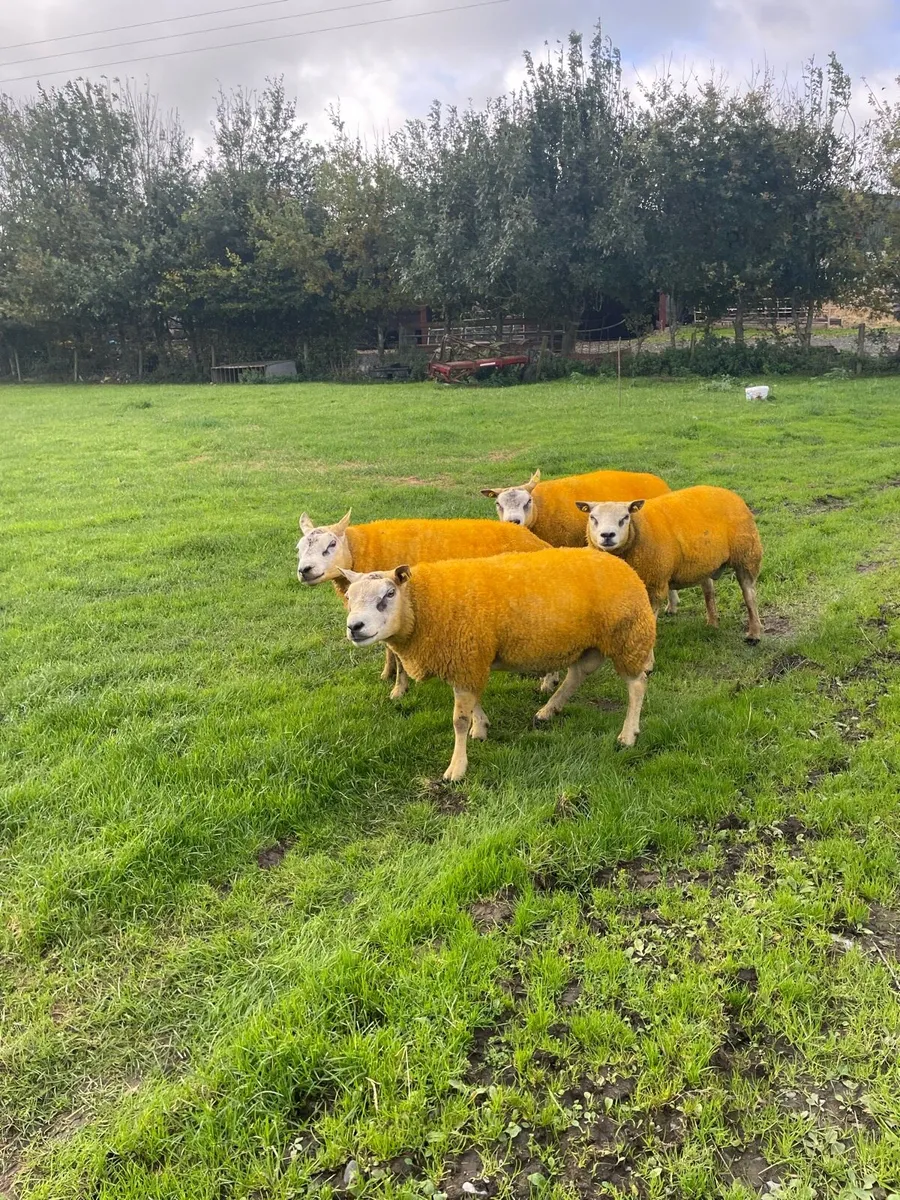 PBR Beltex rams - Image 2