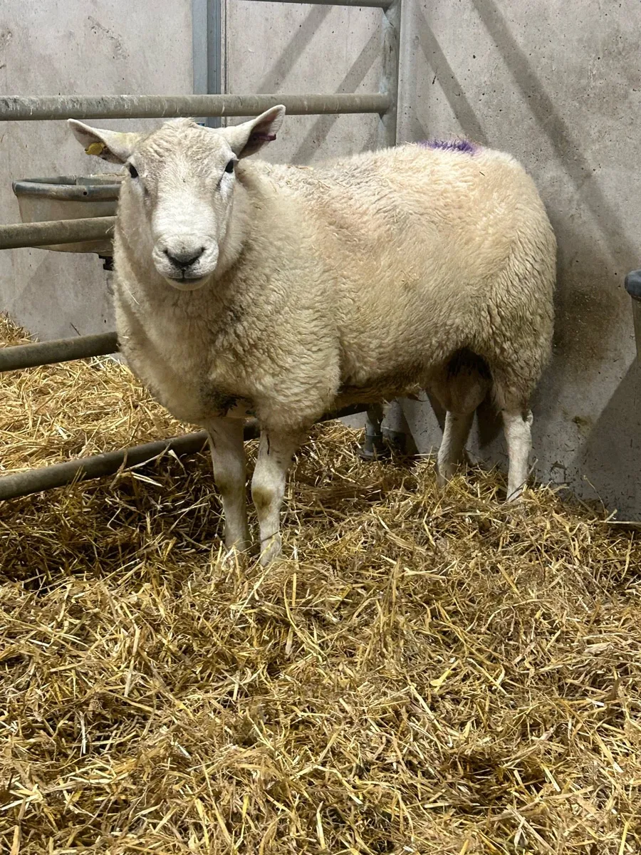 Cheviot Ram