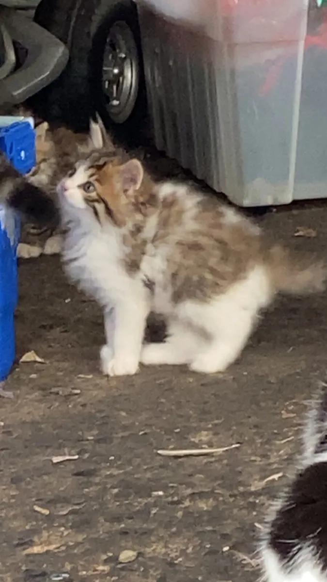 Kittens - Image 1