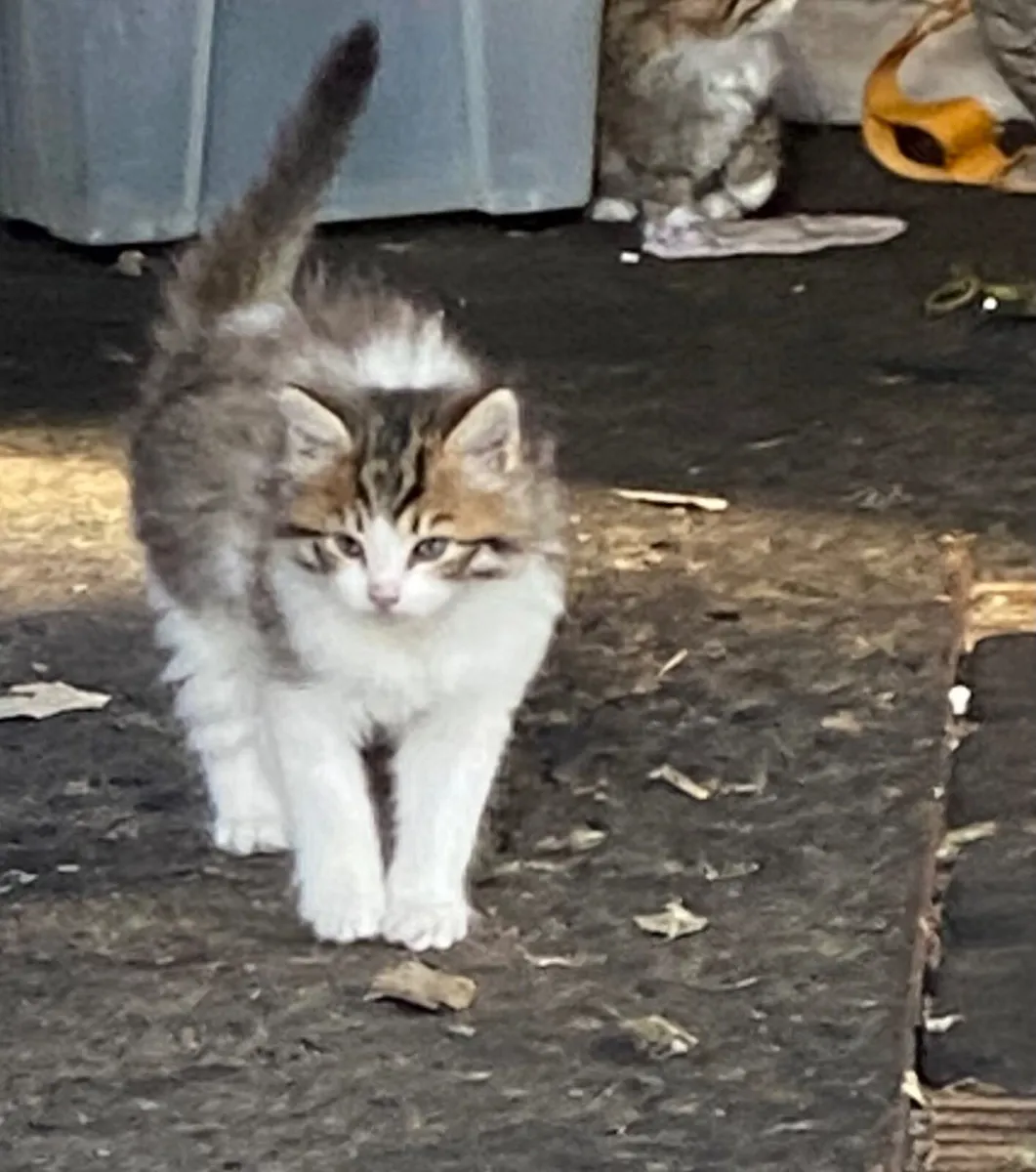 Kittens - Image 2