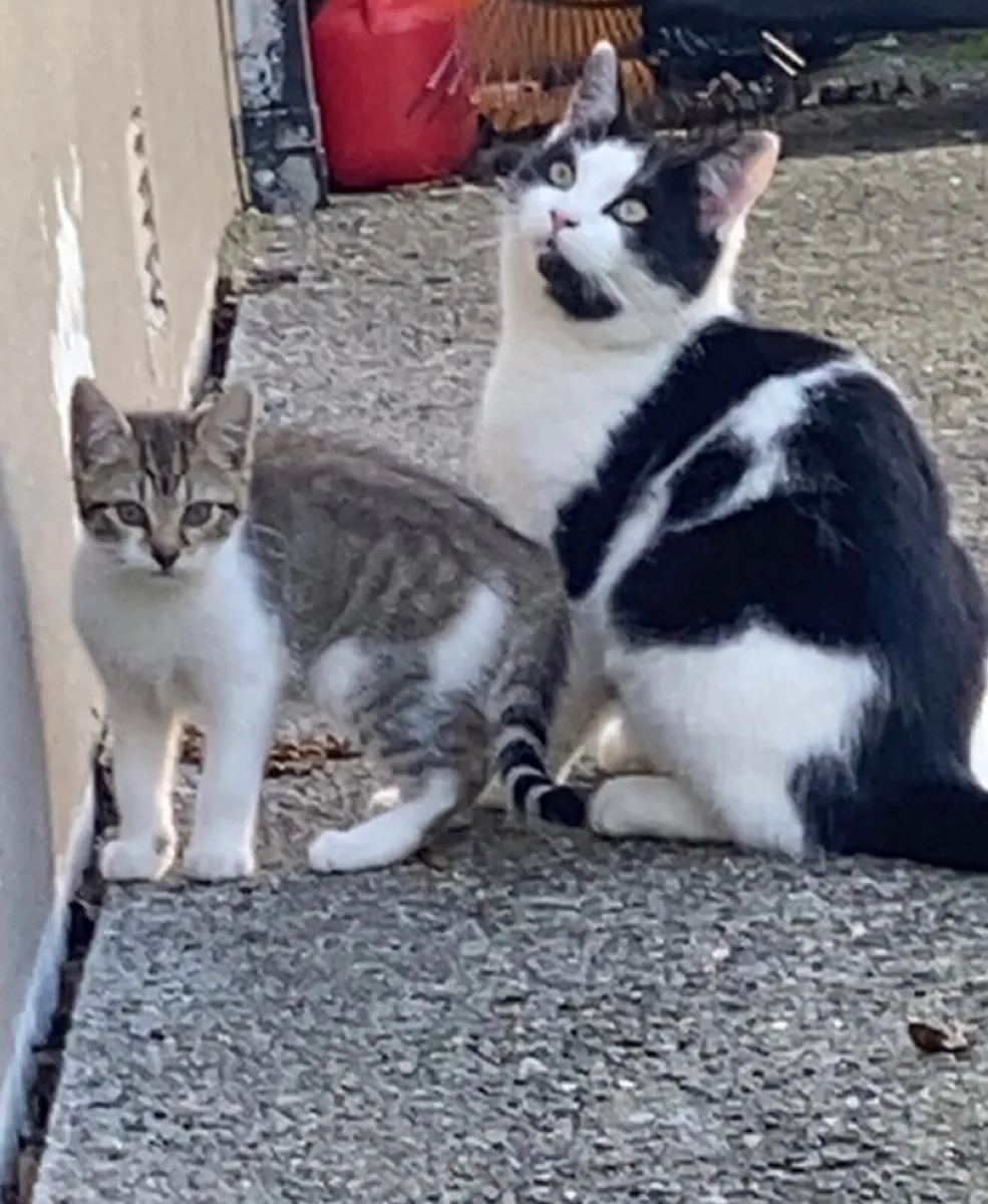 Kittens - Image 3