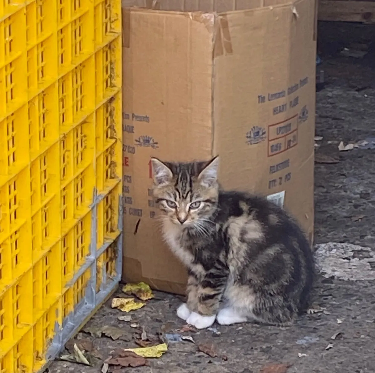 Kittens - Image 4