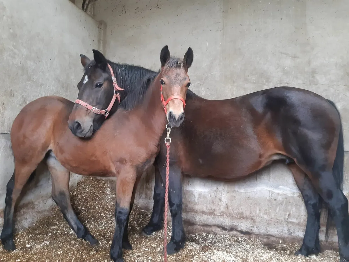 3 Connemara filly foals - Image 1