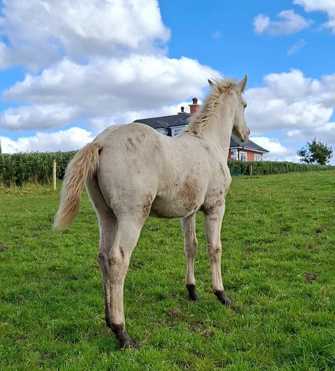3 Connemara filly foals - Image 3