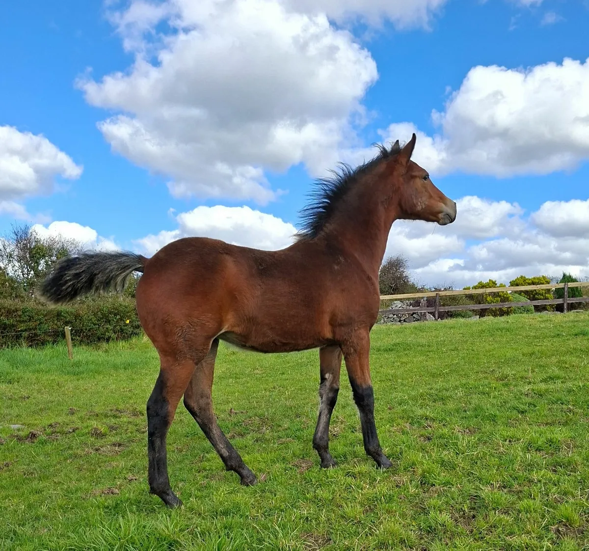 3 Connemara filly foals - Image 2
