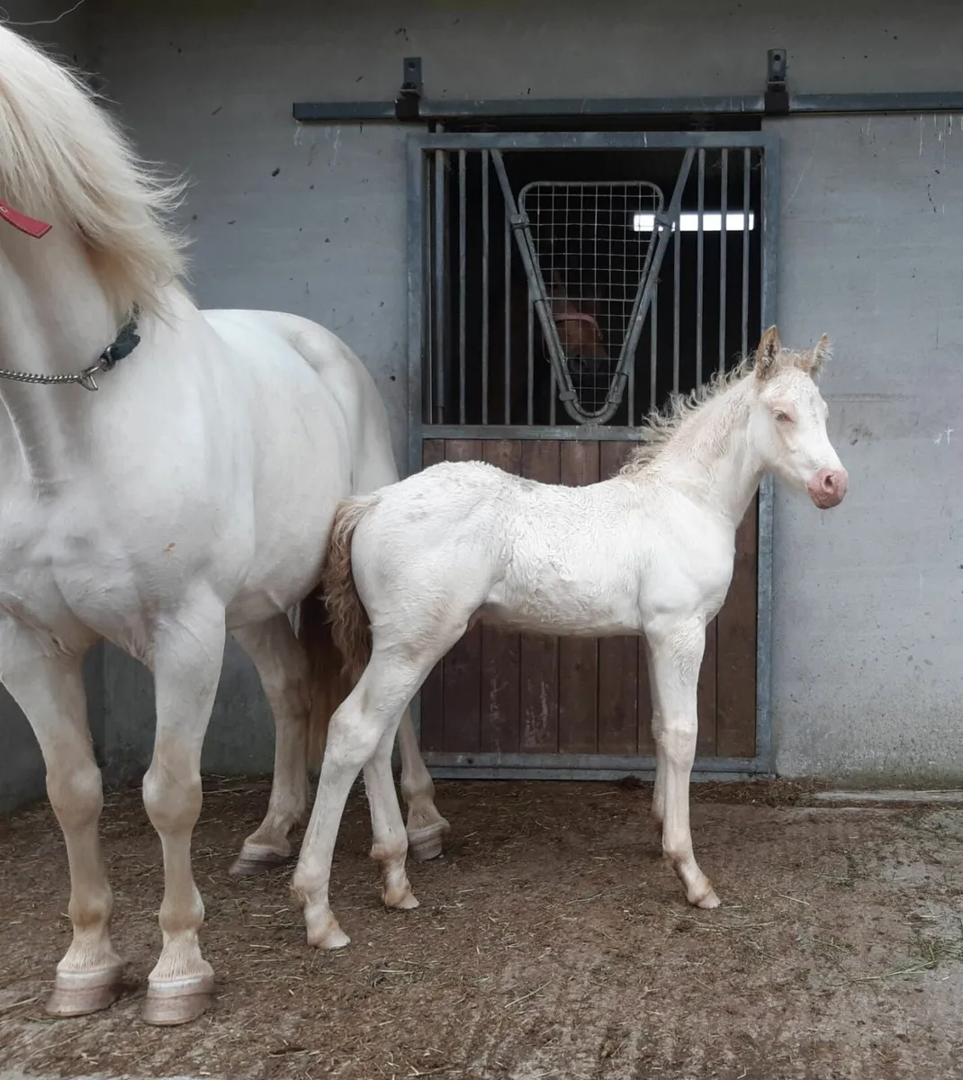 3 Connemara filly foals - Image 4