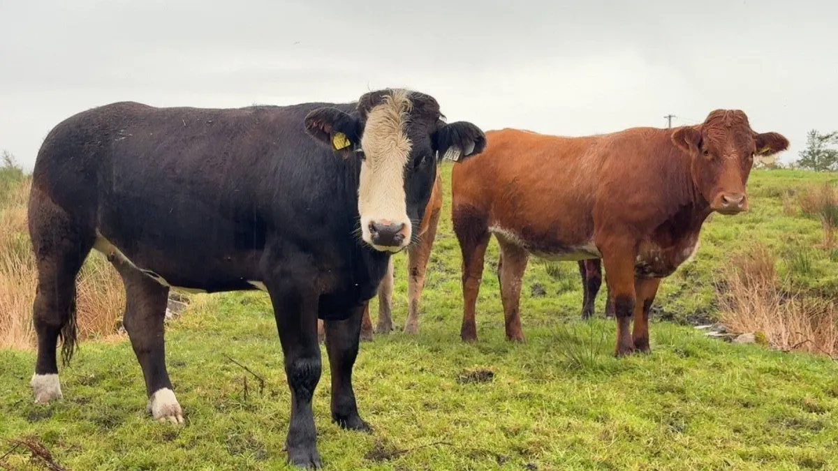 ⭐️Super breeding heifers balla mart ⭐️ - Image 1