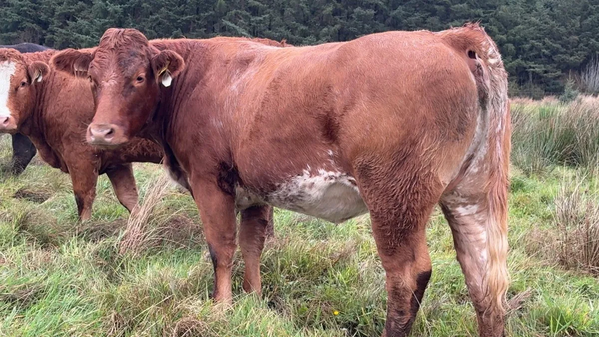 ⭐️Super breeding heifers balla mart ⭐️ - Image 2