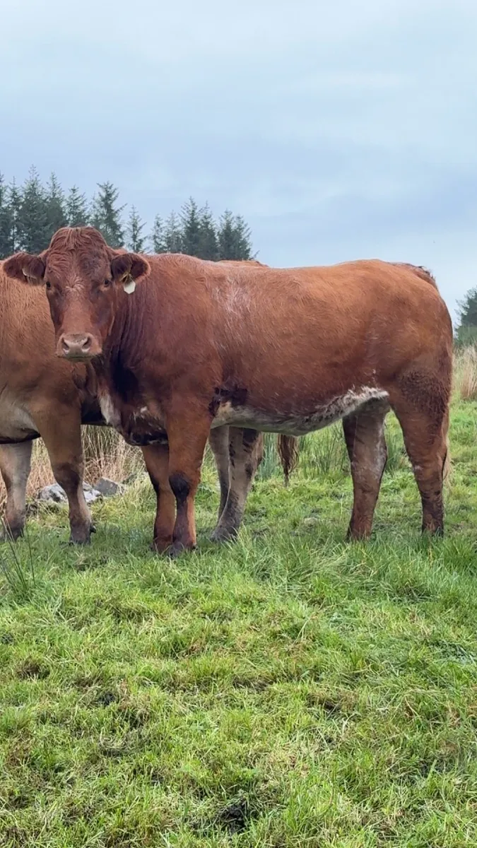 ⭐️Super breeding heifers balla mart ⭐️ - Image 3
