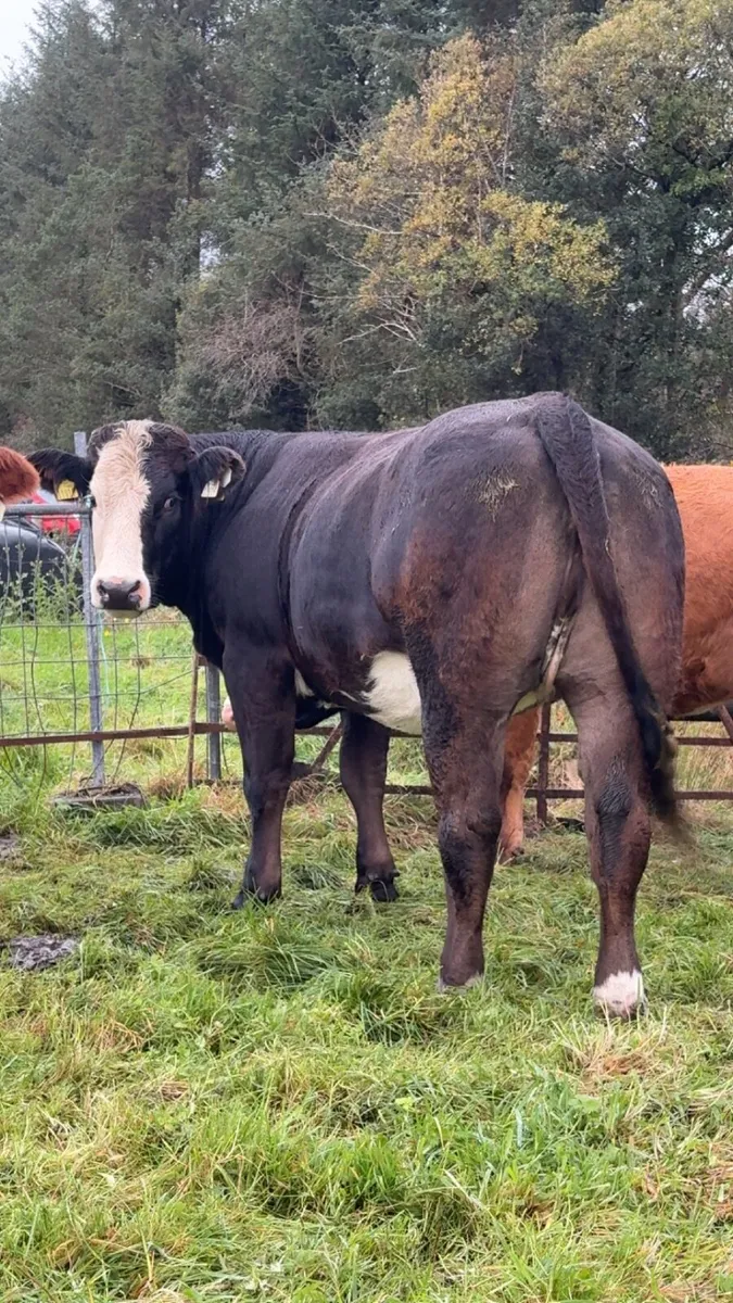 ⭐️Super breeding heifers balla mart ⭐️ - Image 4