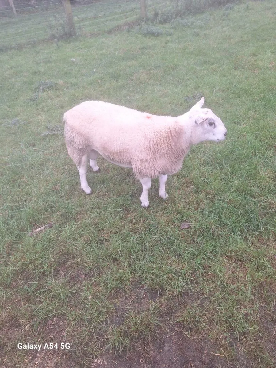 Ram - Image 1
