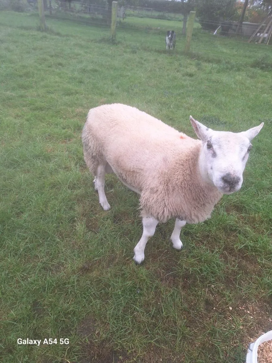 Ram - Image 2