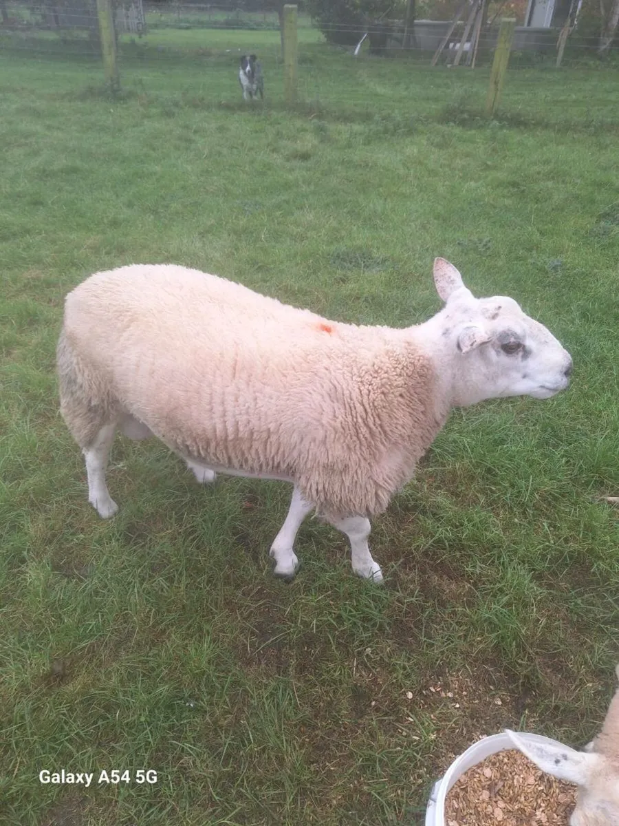 Ram - Image 3