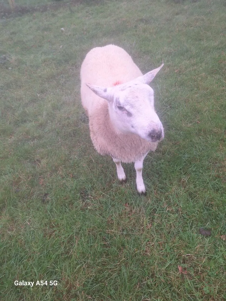 Ram - Image 4