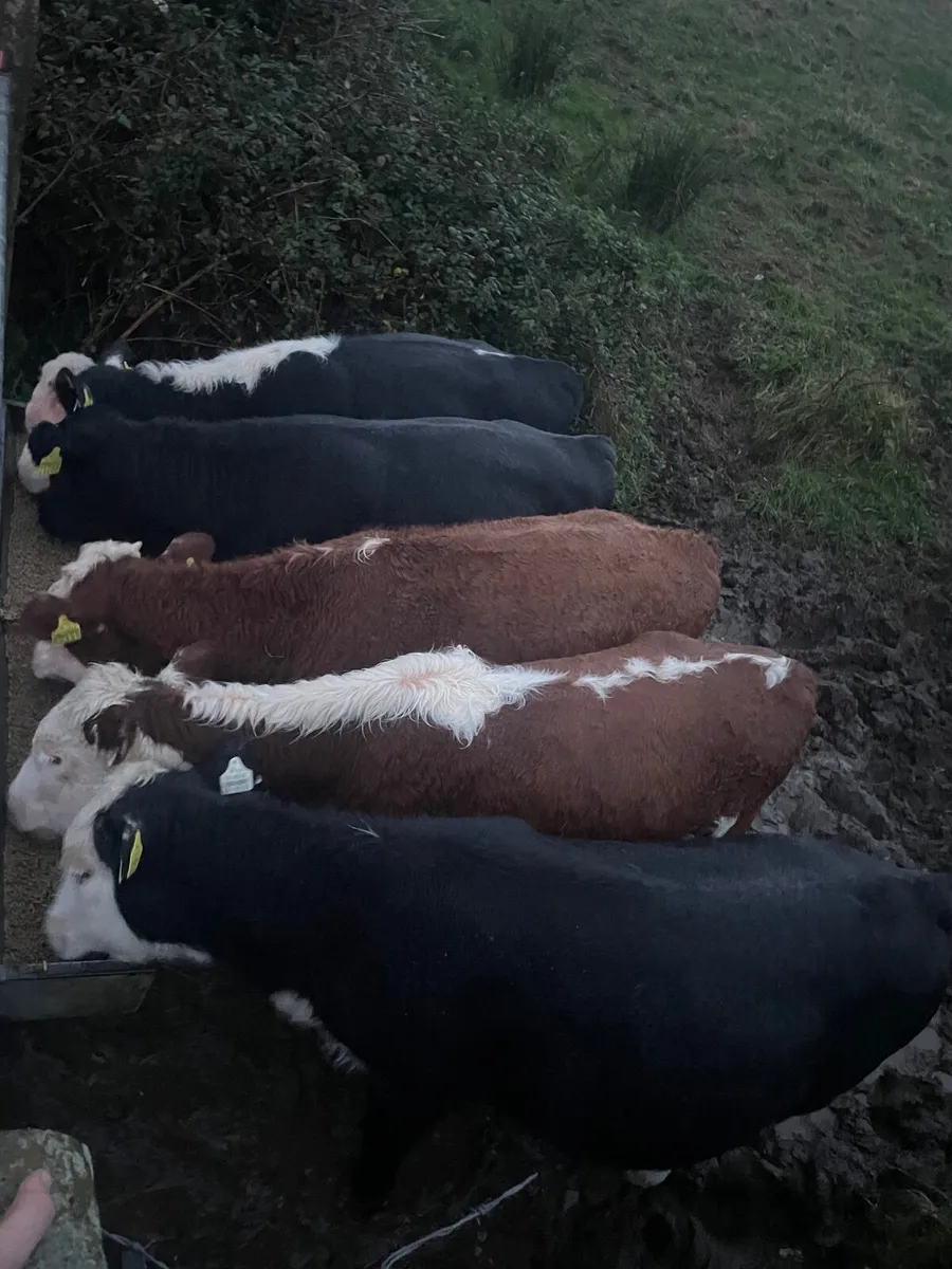 Quality weanling Runners for sale - Image 2