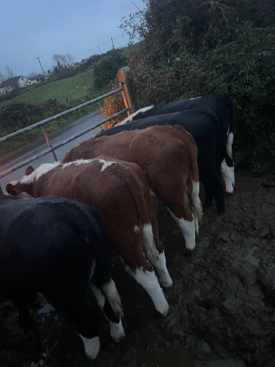 Quality weanling Runners for sale - Image 3