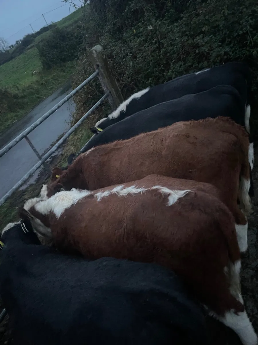 Quality weanling Runners for sale - Image 4