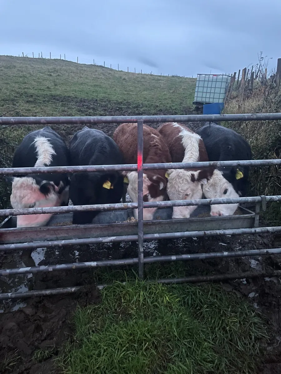 Quality weanling Runners for sale - Image 1