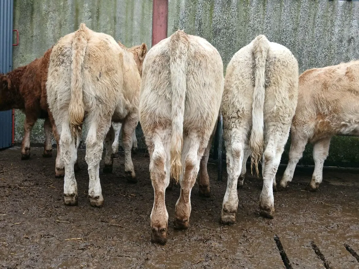 10 Super Charollais Heifer Weanlings - Image 1