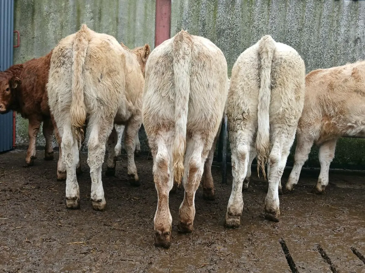 10 Super Charollais Heifer Weanlings - Image 2