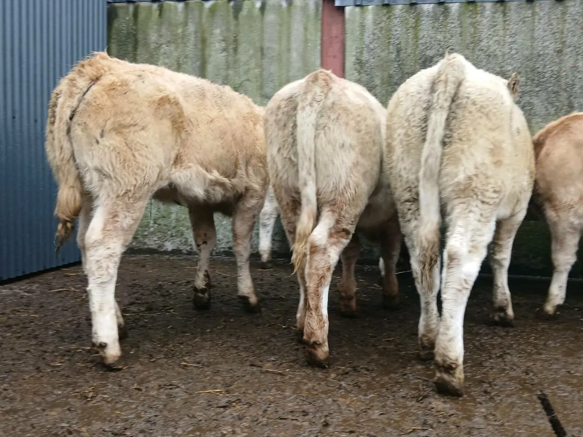 10 Super Charollais Heifer Weanlings - Image 3