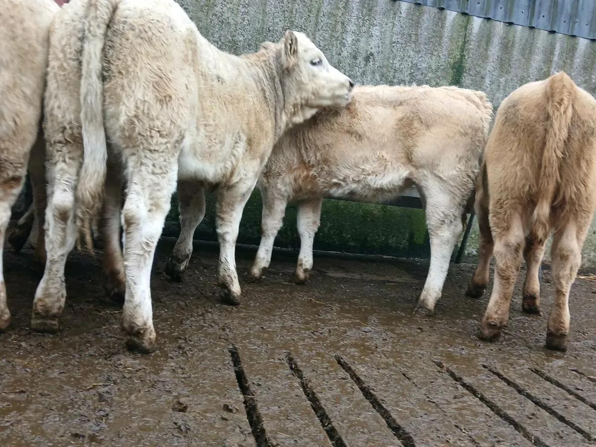 10 Super Charollais Heifer Weanlings - Image 4