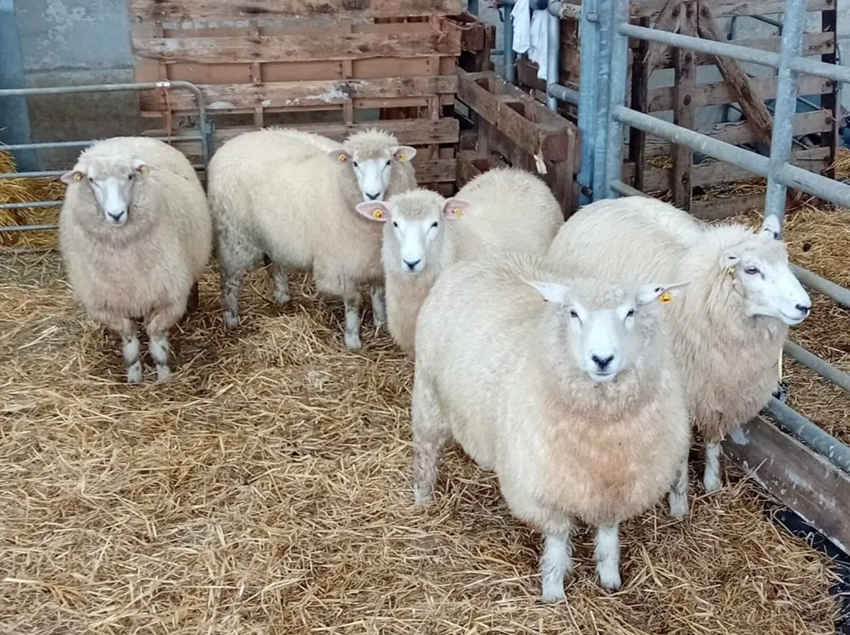 Pedigree Galway Ewe Lambs - Image 1