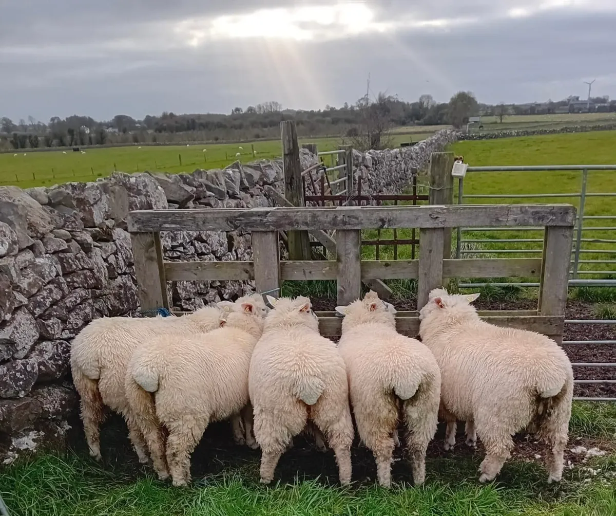 Pedigree Galway Ewe Lambs - Image 2