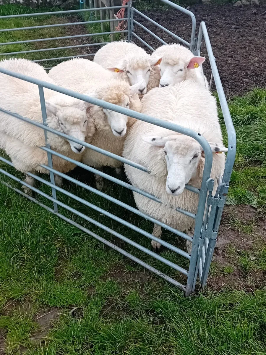 Pedigree Galway Ewe Lambs - Image 3