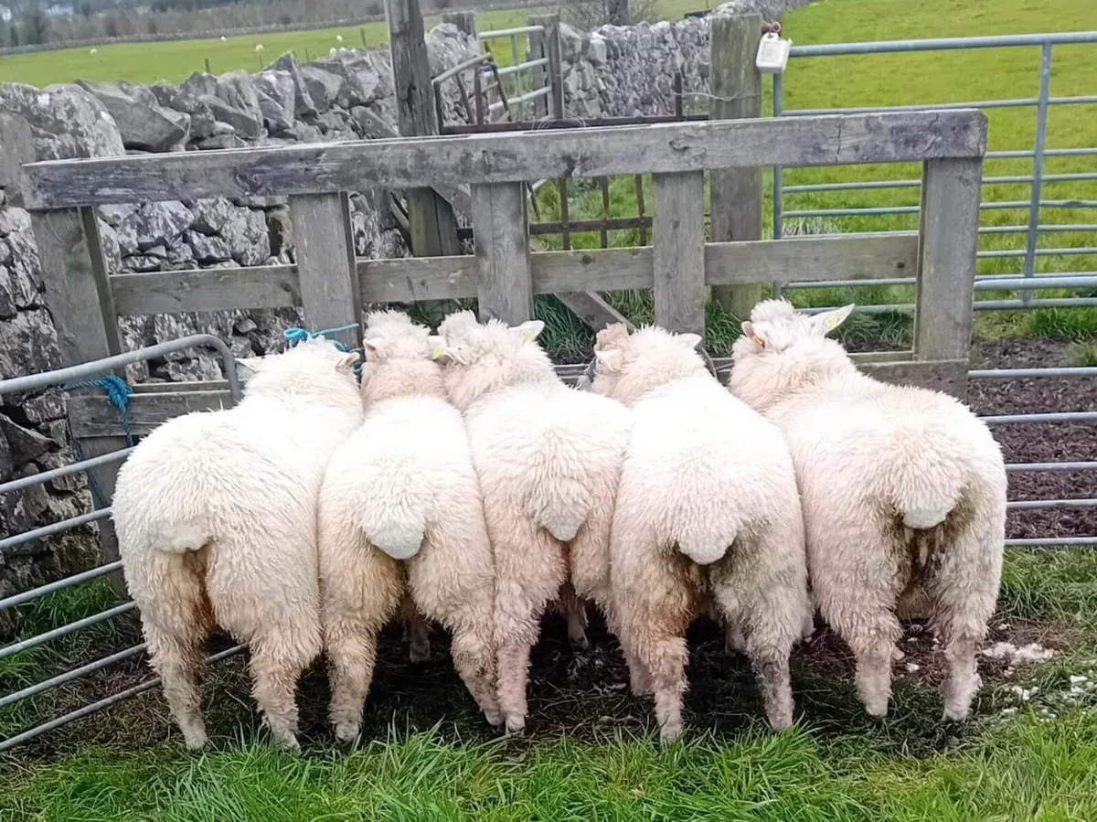 Pedigree Galway Ewe Lambs - Image 4