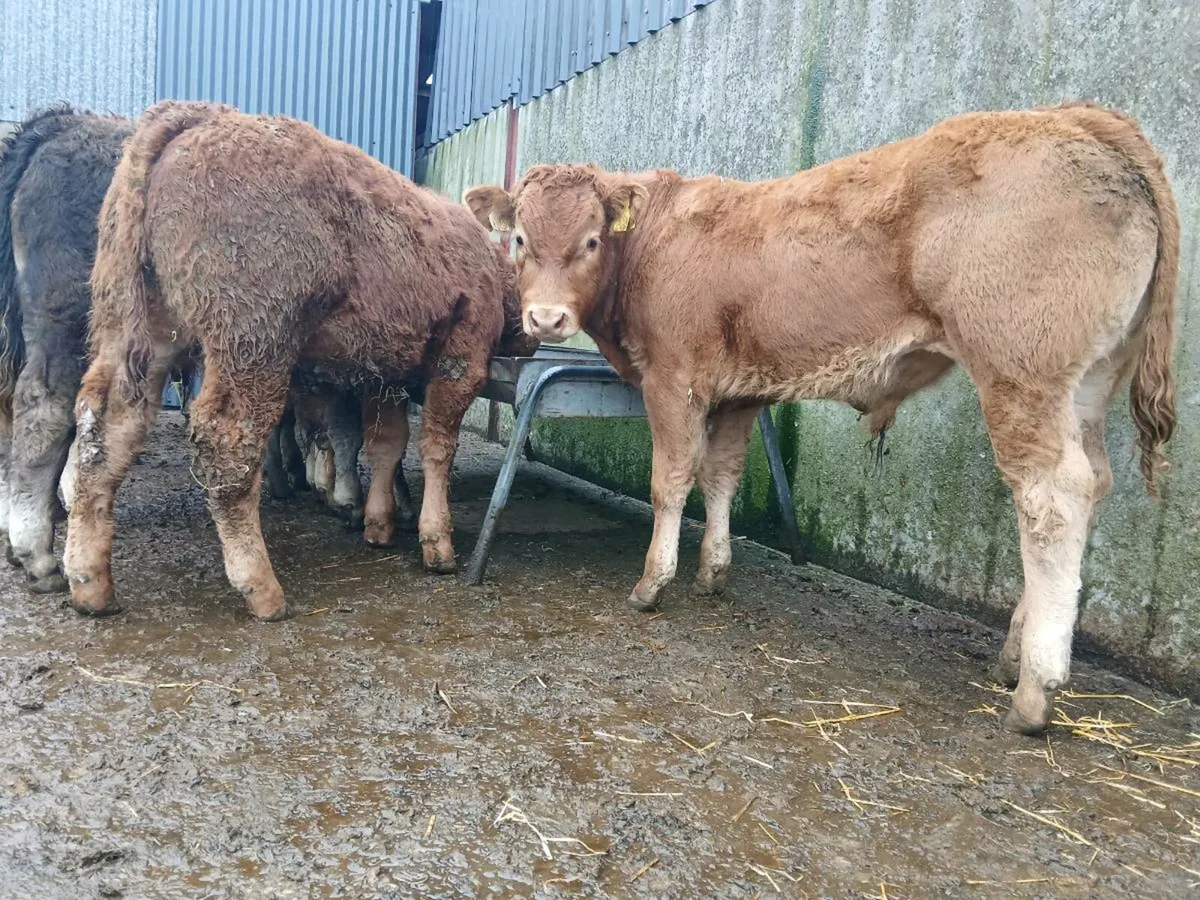 10 Super Bull Weanlings - Image 1