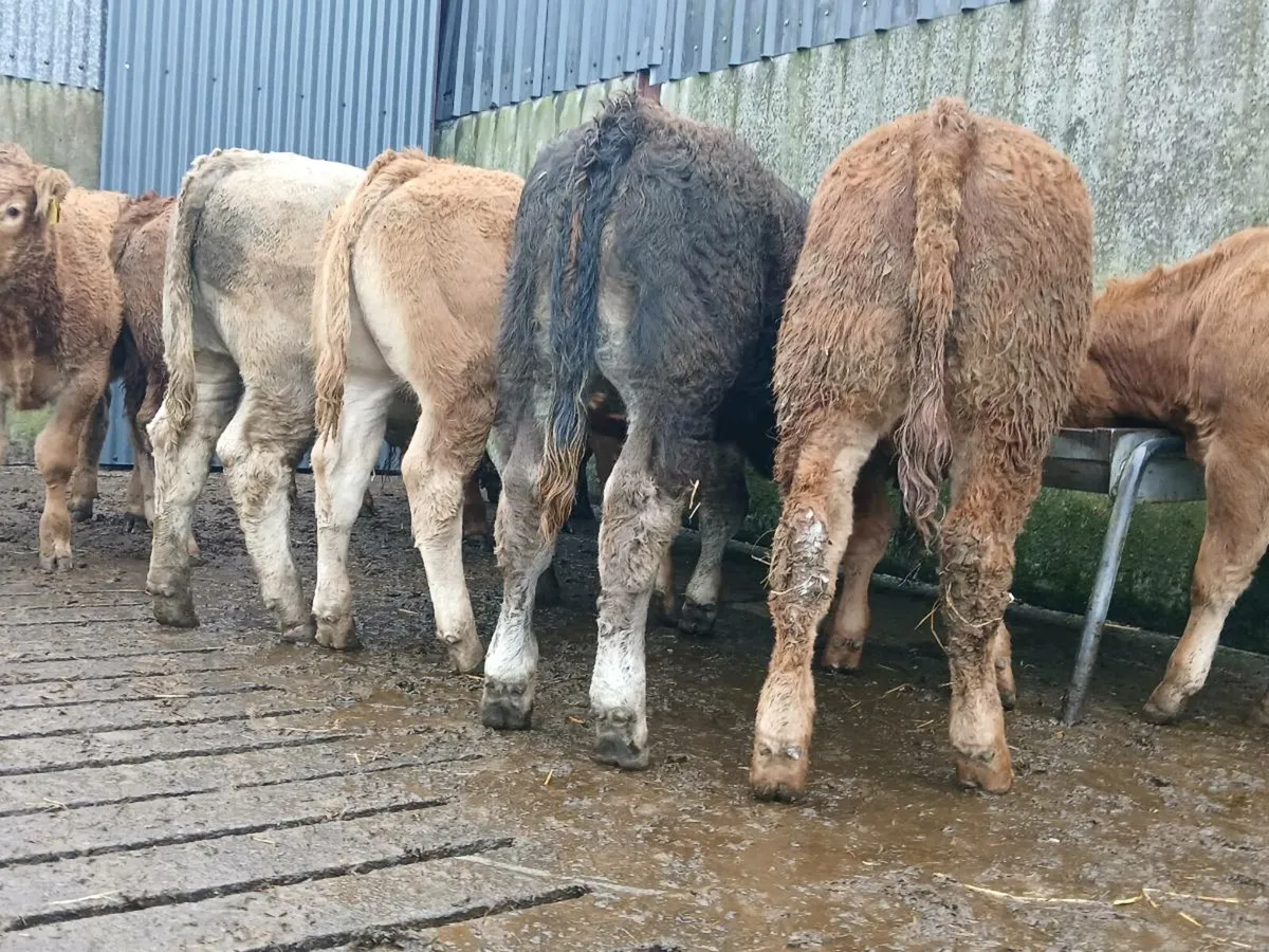 10 Super Bull Weanlings - Image 2