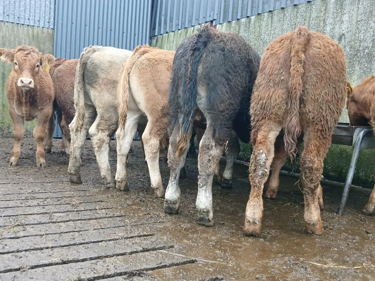 10 Super Bull Weanlings - Image 3