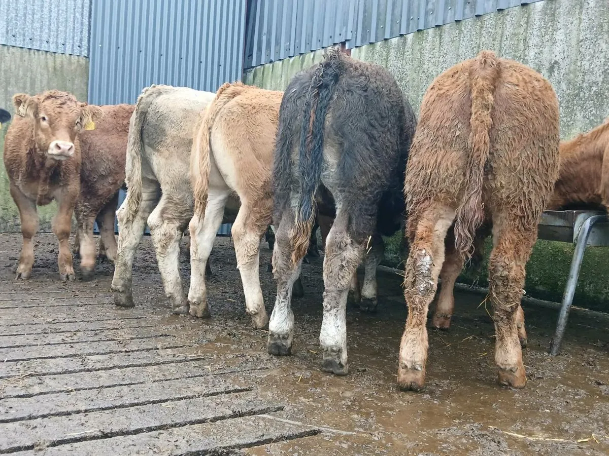 10 Super Bull Weanlings - Image 4