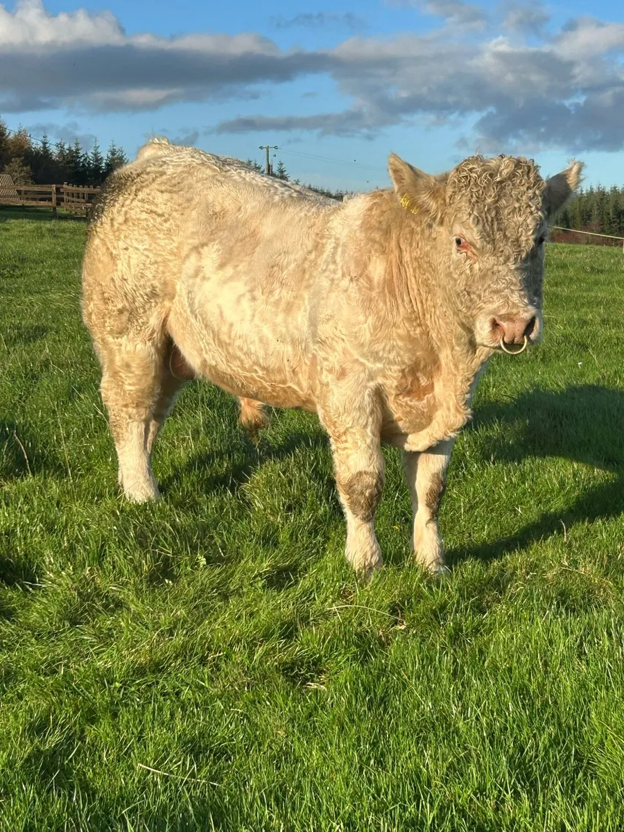 Super PB CH Bull (Suitable for SCEP) - Image 1