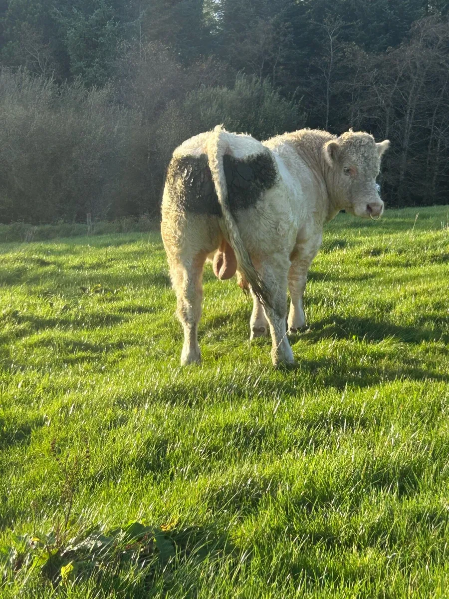 Super PB CH Bull (Suitable for SCEP) - Image 2