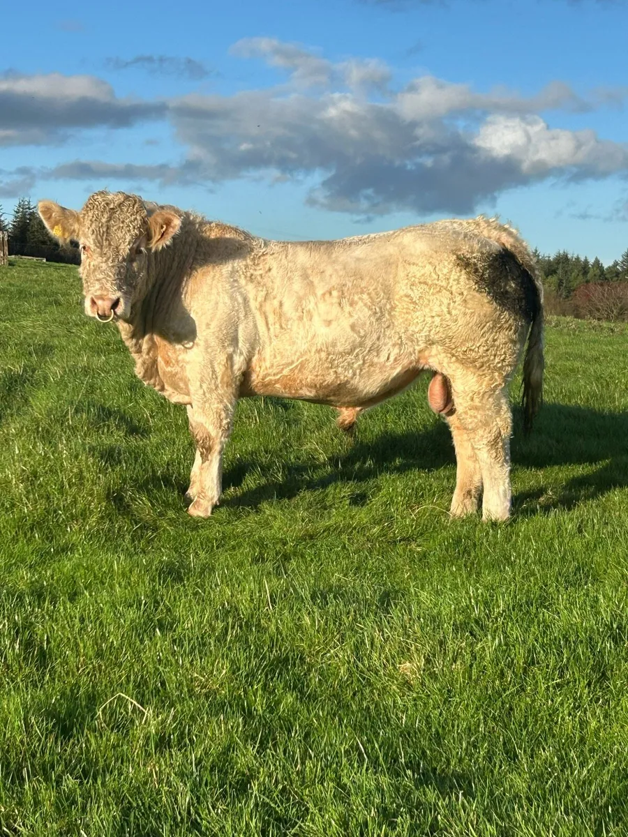 Super PB CH Bull (Suitable for SCEP) - Image 4
