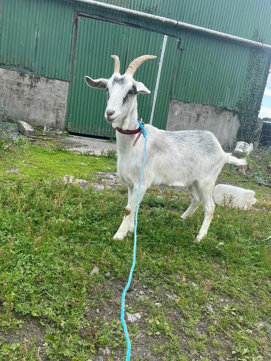I year old goat for sale. - Image 1