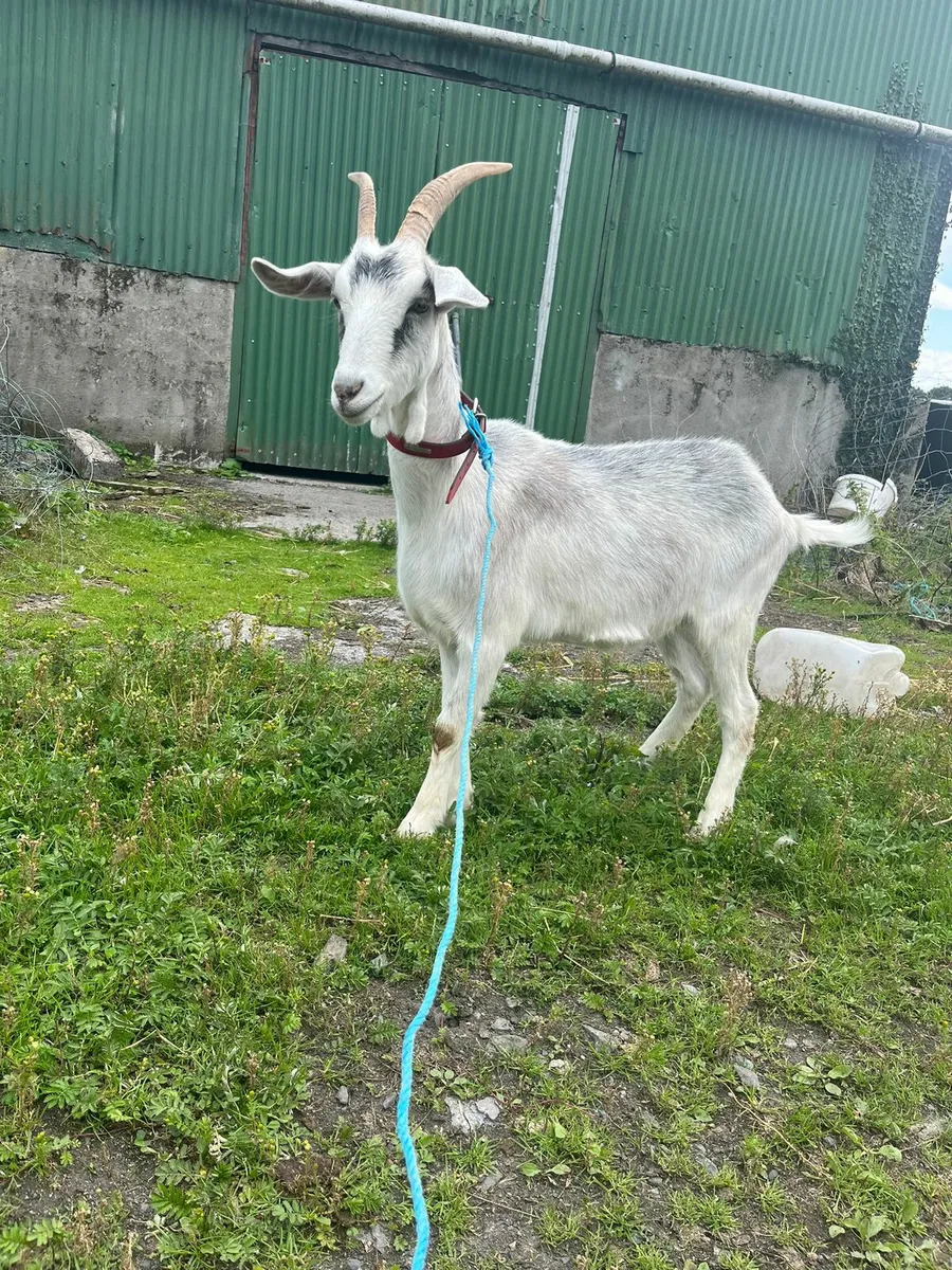 I year old goat for sale. - Image 2
