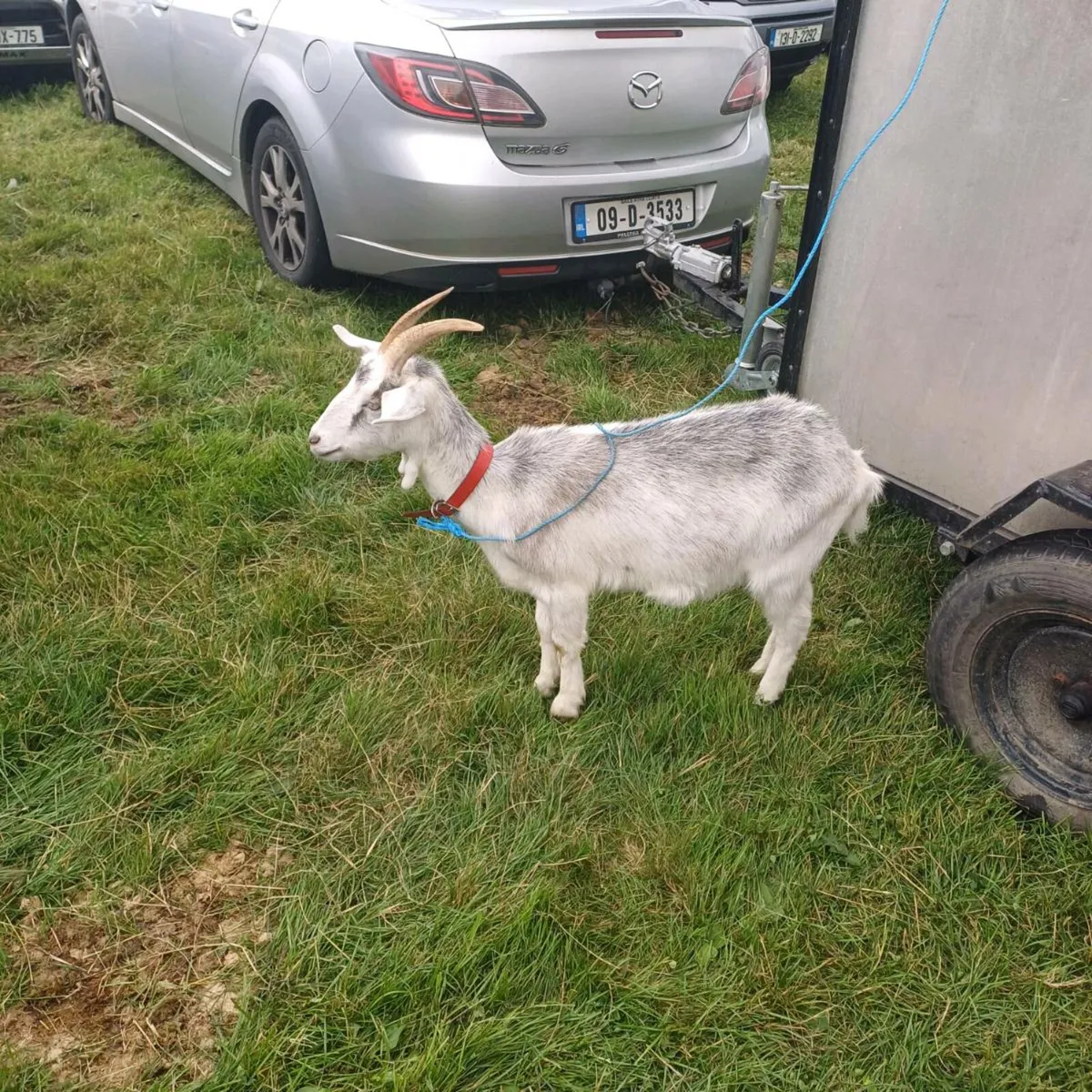 I year old goat for sale. - Image 3