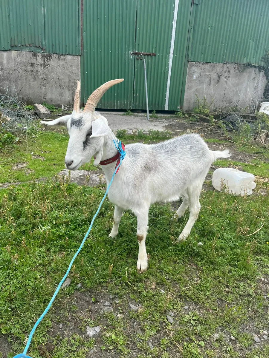 I year old goat for sale. - Image 4