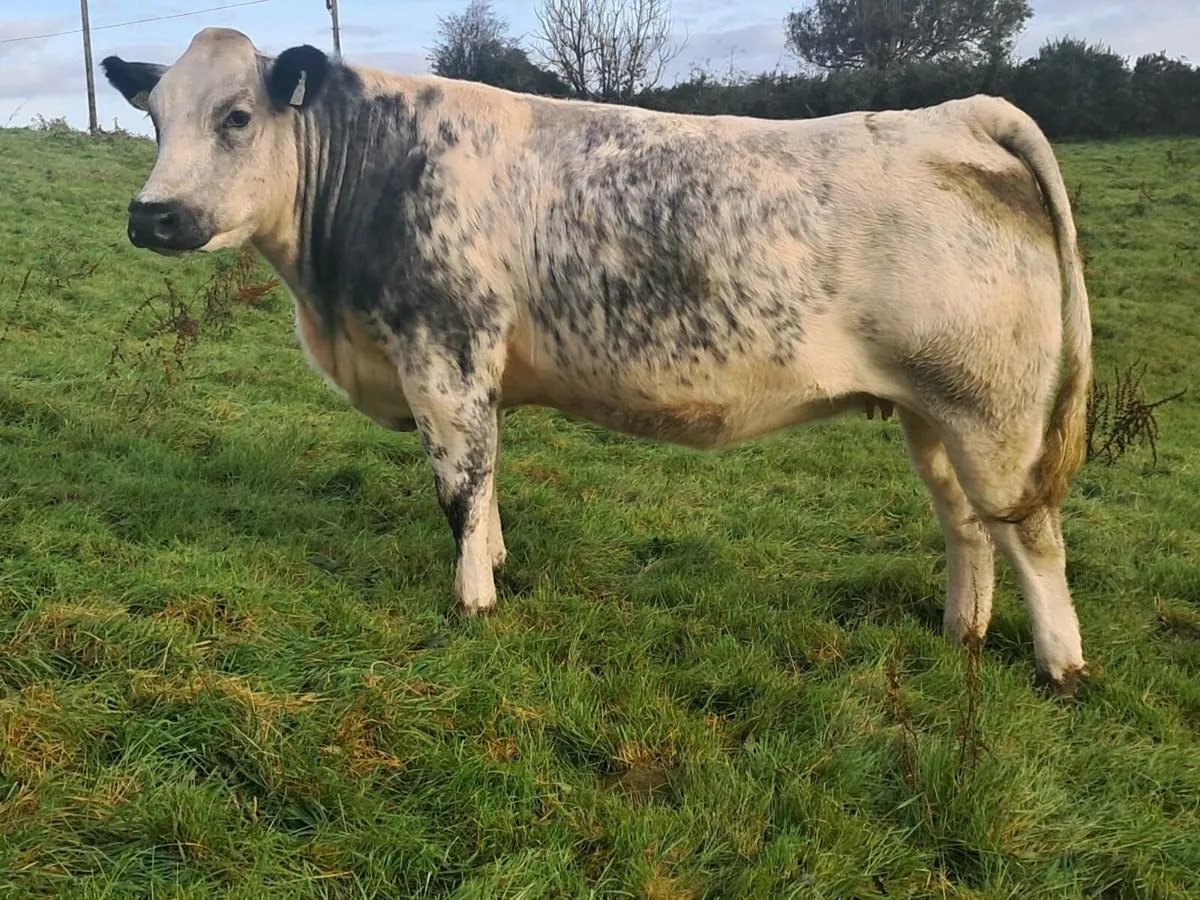 In Calf Heifer - Image 1