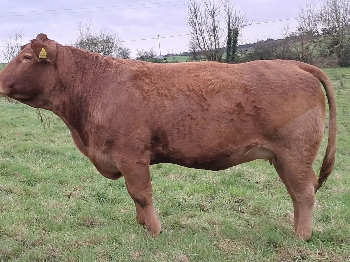 In Calf Heifer - Image 3
